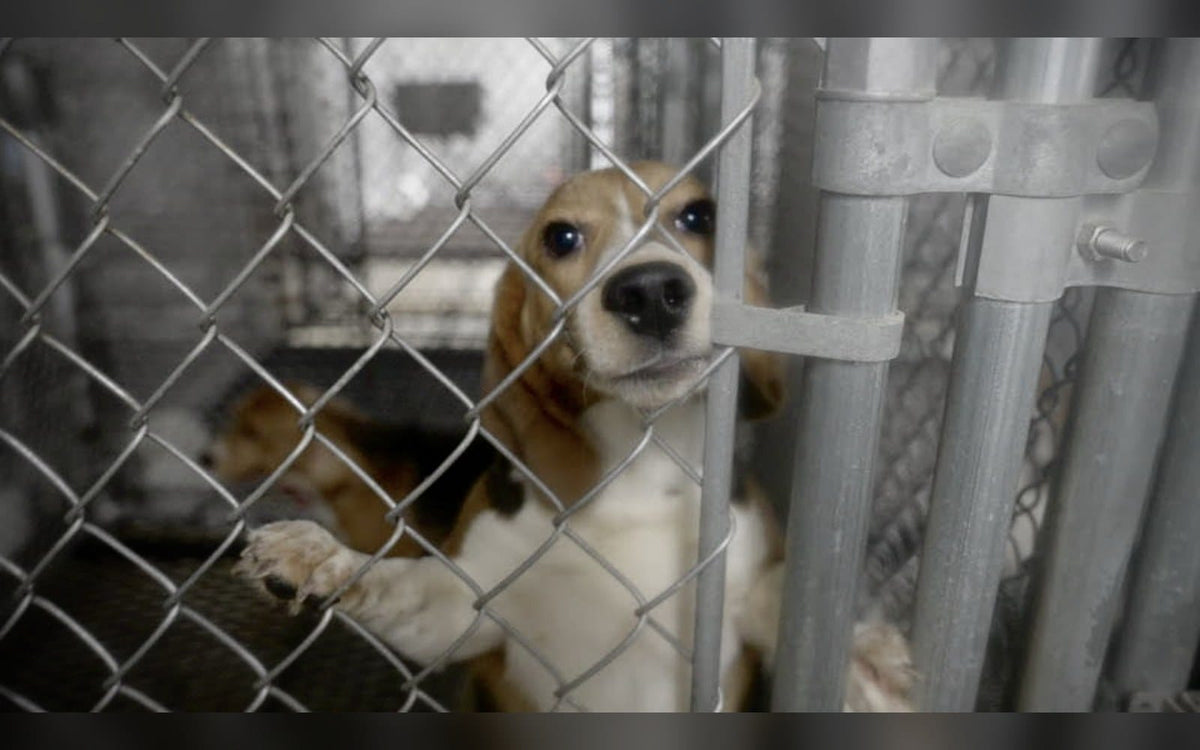 Producers Ross Kauffman, Sarah Sarandos, Scott Veltri Board ‘They Were Good Dogs,’ Lily Blavin Exposé On Beagles Used For Research